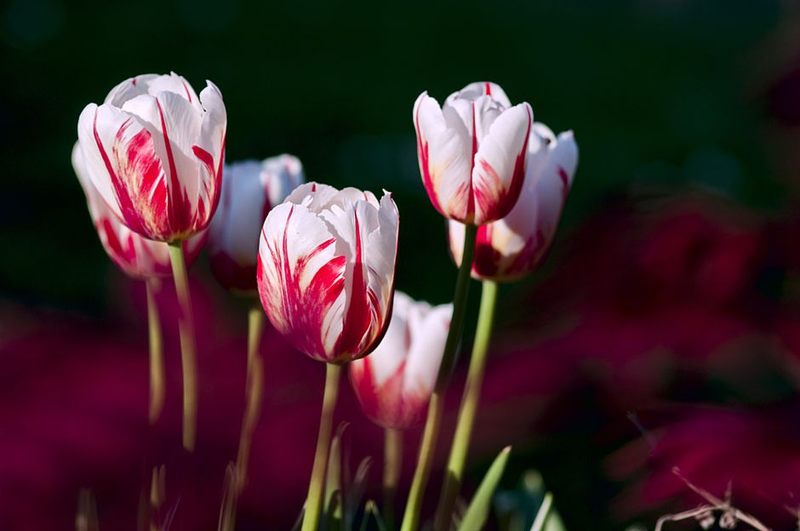 Tige Unique Tulipe